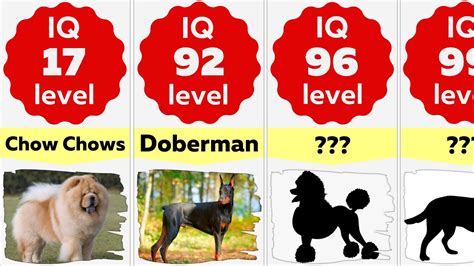 Comparison: Smartest Dog Breeds Ranking | Most Intelligent Dog Breeds In The World - YouTube