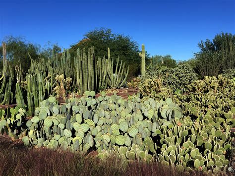 Desert Botanical Garden on Behance