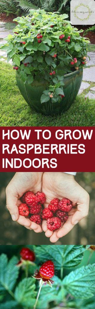 How to Grow Raspberries Indoors ~ Bless My Weeds