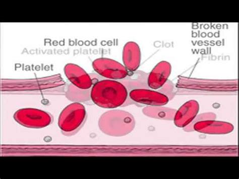 How Blood Clots Form - Blood Clotting Mechanism Animation - Blood Clot Formation Process Video ...