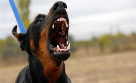 21 Scariest Dog Breeds: Dogs That Make Criminals Think Twice