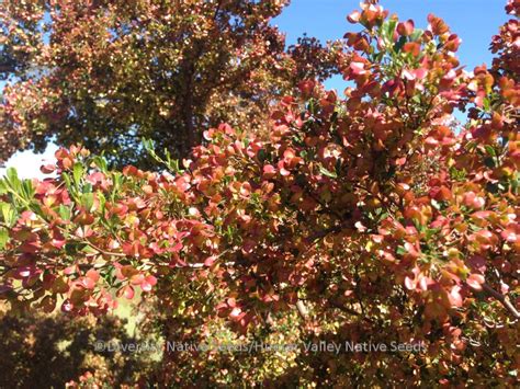 Diversity Native Seeds » Blog Archive » Dodonaea viscosa subsp. cuneata. sticky hop bush