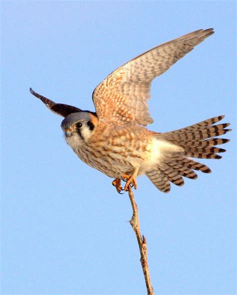 American Kestrel (female) | This is a female American Kestre… | Flickr