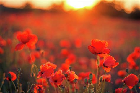 Beautiful Sunset Over Poppy Field by Levente Bodo