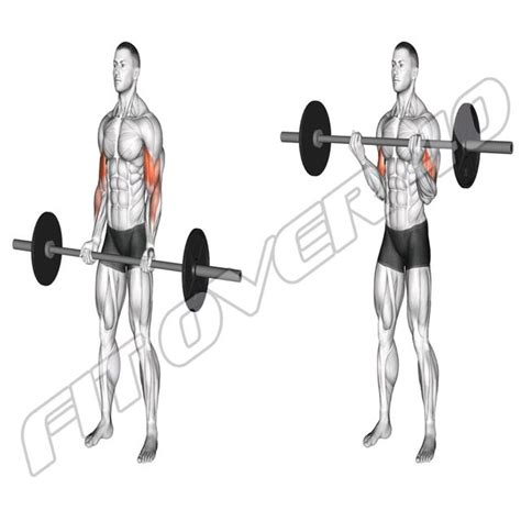 Barbell Standing Curl by Ftf40 Jan - Exercise How-to - Skimble