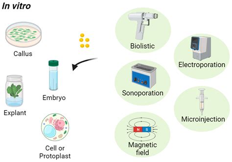 Nanomaterials | Free Full-Text | Transport of Nanoparticles into Plants and Their Detection Methods