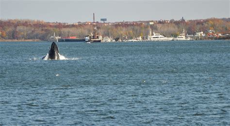 Whale spotted in Raritan Bay - Perth Amboy Now