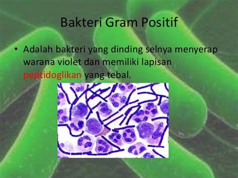 Bakteri GRAM negatif dan bakteri gram positif