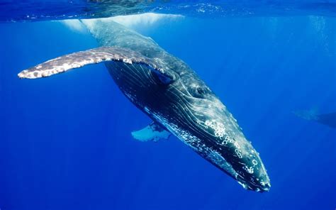 Life Cycle - Blue Whale Balaenoptera musculus