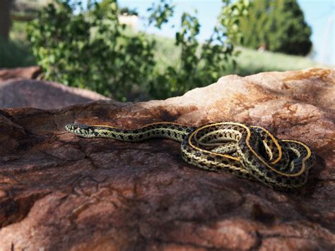 Colorado Snakes Plains Garter Snake (Thamnophis radix) - Colorado Herping