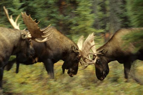 Rutting Bull Moose Fighting by Michael S. Quinton