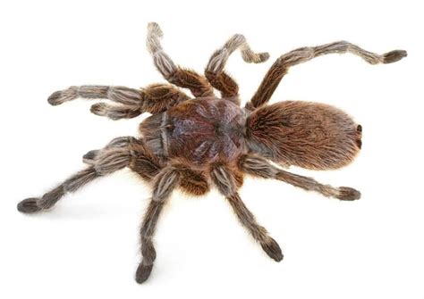 Chilean Rose Hair Tarantula (Grammostola rosea) Care Sheet