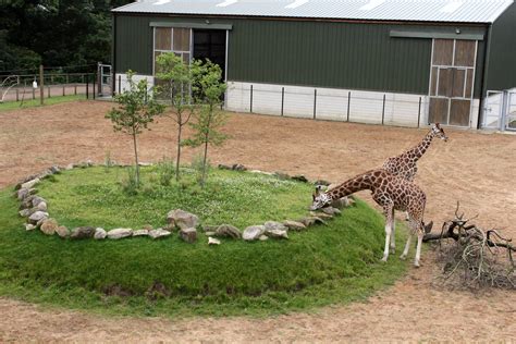 Giraffe enclosure central island and trees. 29/6/14 | ZooChat