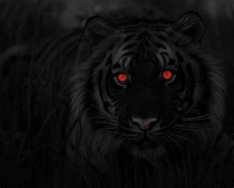 black tiger by gargolmedo.deviantart.com on @DeviantArt | Black tigers, Big cats, Black lion