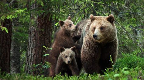 Oso grizzly, el imponente y veloz mamífero de Norteamérica