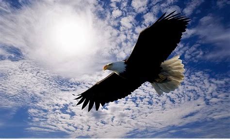 Download Sky Flying Eagle Animal Bald Eagle Image