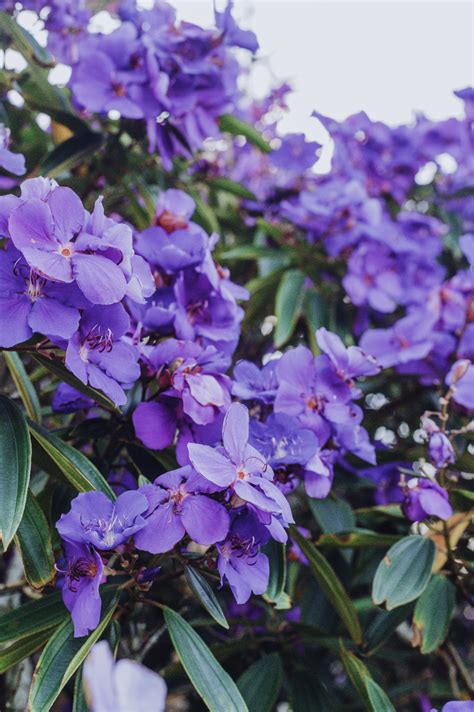 Tibouchina Tree Gallery | Essential Oil Images and Graphics Membership