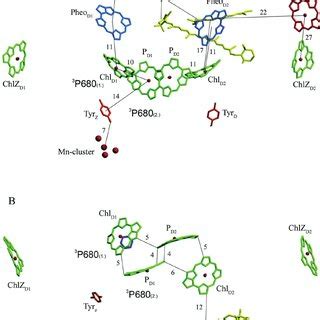 Oxidation of tocopherol to tocopherylquinone by singlet oxygen. | Download Scientific Diagram