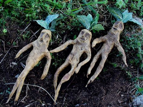 Mandragora root | Mandrake, Mandrake root, Harry potter