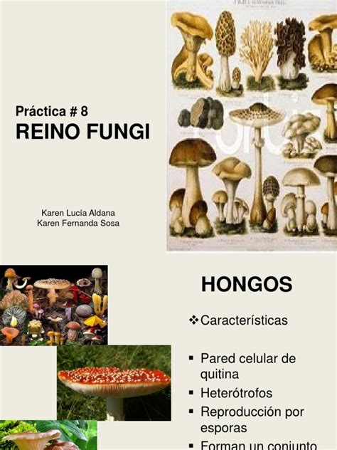 Pràctica 8 Reino Fungi | PDF | Hongo | Nomenclatura botánica