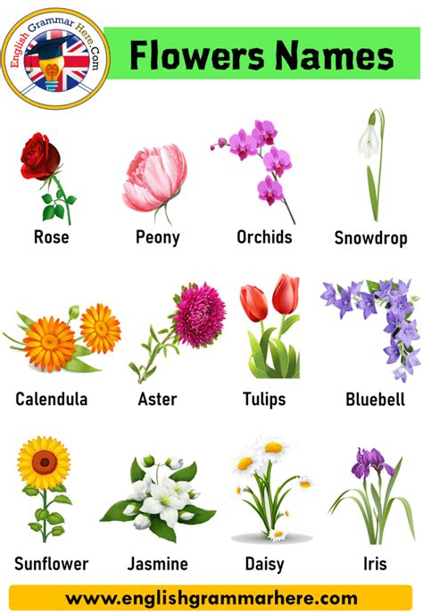 20 Flowers Name in English, Definition and Examples with Pictures - English Grammar Here