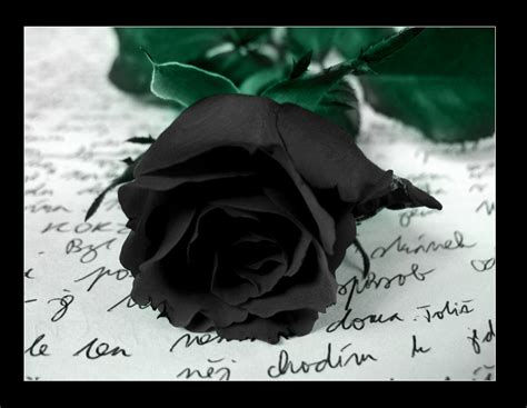 Black Rose | Symbolism Wiki | Fandom