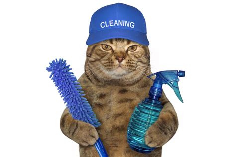 Top tips for cats that spray in your home - WDDTY