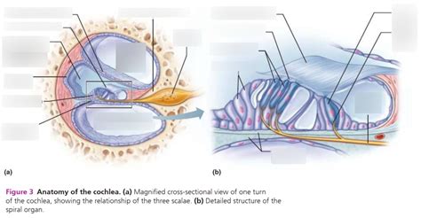 Cochlea Diagram | Quizlet