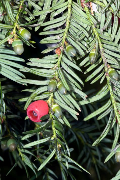 Taxus baccata • New Zealand Plant Conservation Network