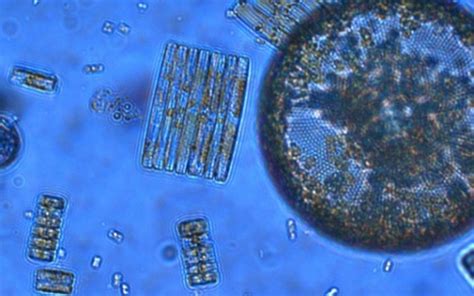 Key Biological Mechanism Is Disrupted by Ocean Acidification