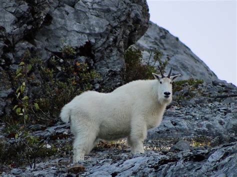 Mountain Goat Genetic Population Structure in Glacier Bay National Park ...