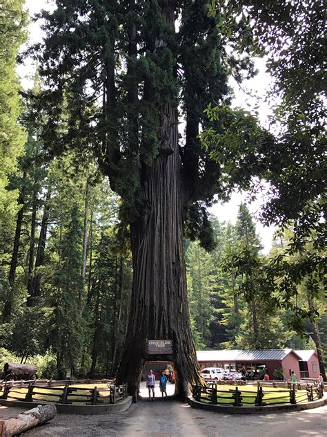 The Chandelier Drive-Thru Tree at Drive-Thru Tree Park