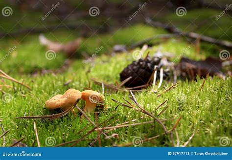 Edible Mushroom in the Grass. Stock Image - Image of food, autumnal ...