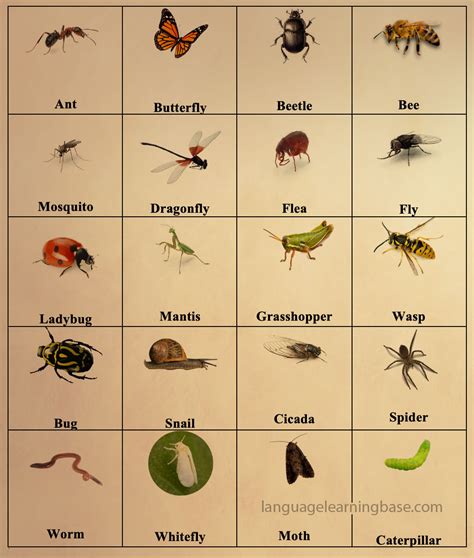 Insects Names List