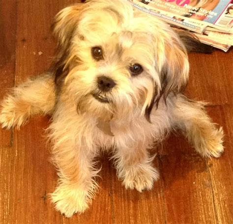 Does Oscar realize how cute he is?? ( Shorkie) | Haircuts for cookie | Pinterest | Animal and Dog