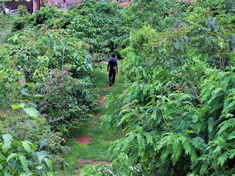 The Story of Miyawaki Forests & Its Foothold in India