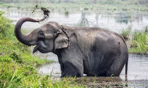 5 of Nepal's Most Endangered Animals | Wanderlust