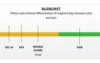 Rootstock Selection | Selection Guides | Ormond Nurseries