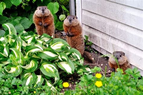 28 Steps to Get Rid of Groundhogs - The Habitat