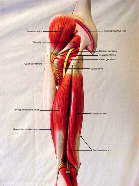 Posterior Leg Muscles Diagram Leg Muscles Anatomy Leg Muscles | The ...