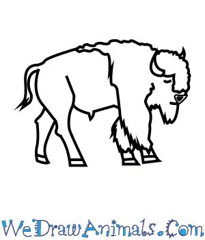 How to Draw an American Bison