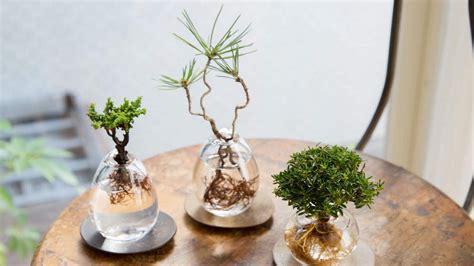 How to Grow a Hydroponic Bonsai Tree? | Bonsai 2 U