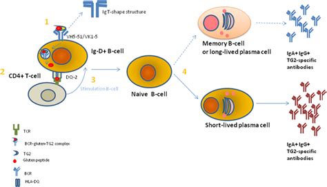 A model to explain the gluten-dependent production of tissue ...