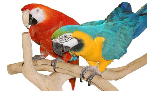 Macaw Wallpapers, Pictures, Images