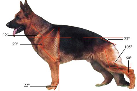 Why Do the Back Legs of a German Shepherd Look Bent?