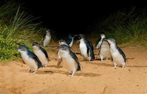 Sponsored Video: World’s smallest penguins help pay for their own ...