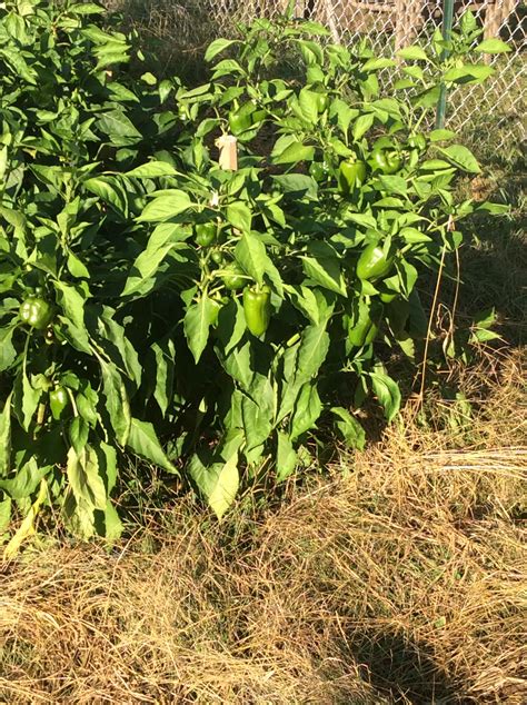 Solanaceae family: Green peppers (Capsicum annuum) | Ohio Plants