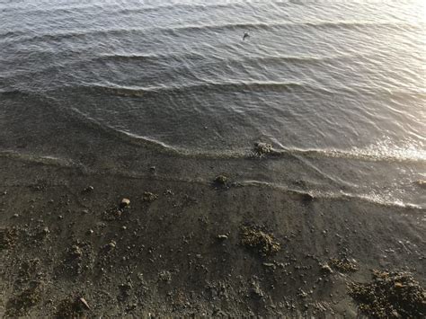 Observing the shape of shallow water waves on a beach - Adventures in Oceanography and Teaching