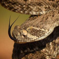 110 Reptiles ideas | reptiles, reptiles and amphibians, amphibians