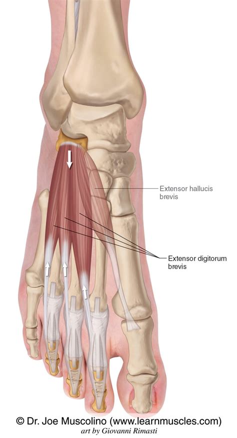 Extensor Digitorum Brevis - Learn Muscles